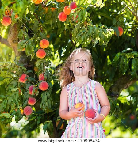Child Picking And Eating Peach From Fruit Tree