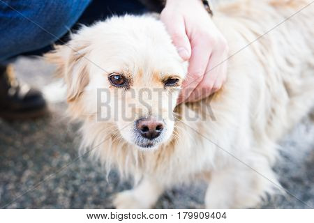 owner caressing gently her dog. Male hand patting white dog head