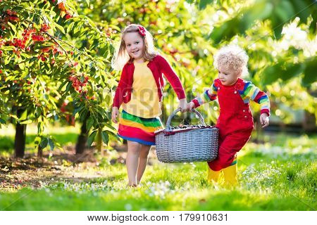Kids Picking Cherry On A Fruit Farm Garden