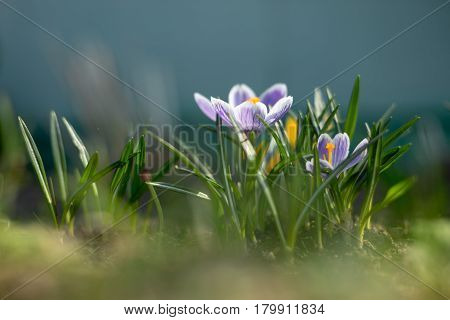 Spring Early Young Crocuses In Bright Sun Rays