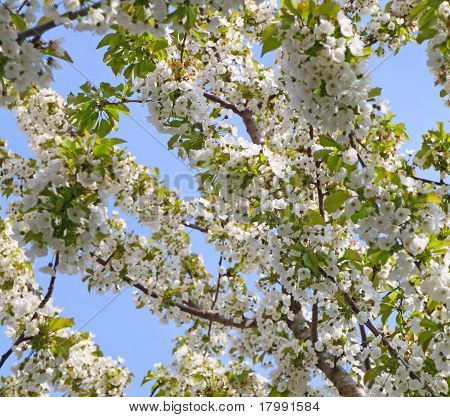 Valkoinen Cherry Blossom kukkia