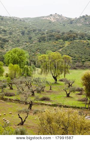 Countryside landscape