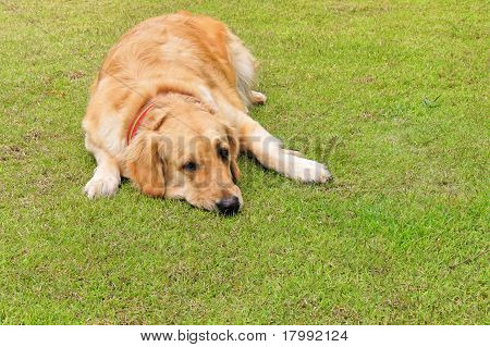 de bruine hond in groen gazon