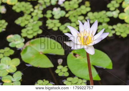 Pond with white waterlily and green leaves