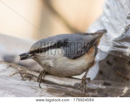 Eurasian or wood nuthatch Sitta europaea close-up portrait at bird feeder with seed in beak selective focus shallow DOF