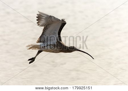 Cute bird wild shorebird with grey feathers wings and long beak flying on sunny day on blurred sea background. Wildlife and nature. Flora and fauna
