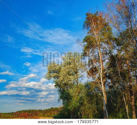 Tall old trees i mixed deciduous-coniferous forest with birch pine blooming lilacs in the foreground, Irpen, Ukraine. The edge of the forest in the evening sun.