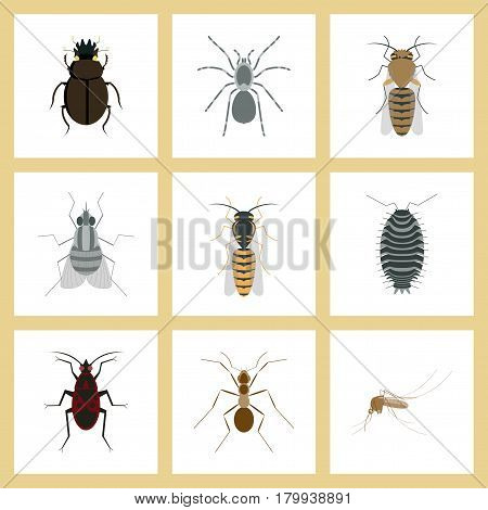 assembly of flat Illustrations insect honey wasp soldier bug ant mosquito scarab Araneus bee fly