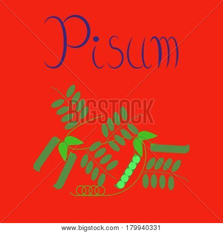 flat illustration on stylish background natural pisum