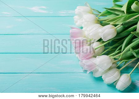 Pink and White Very Tender Tulips on Green Blue Wooden Background. Copyspace