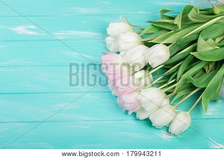 Pink and White Very Tender Tulips on Green Blue Wooden Background. Copyspace
