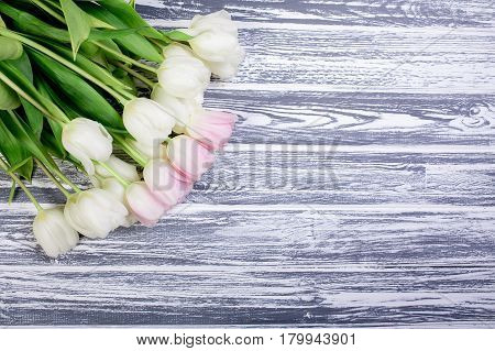 Pink and White Very Tender Tulips on White, Gray Wooden Background. Copyspace