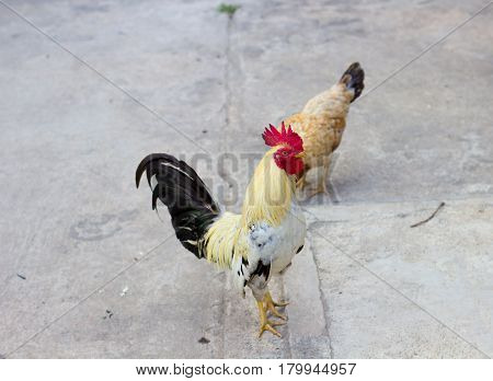 beautiful fighting fighting chicken white roster on the concrete