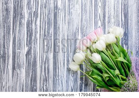 Pink and White Very Tender Tulips on White, Gray Wooden Background. Copyspace