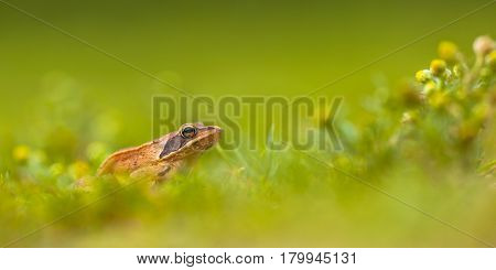 Panorama Of Agile Frog (rana Dalmatina) In Grass