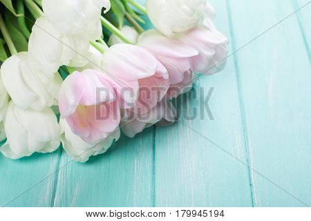 Pink and White Very Tender Tulips on Green Blue Wooden Background. Copyspace