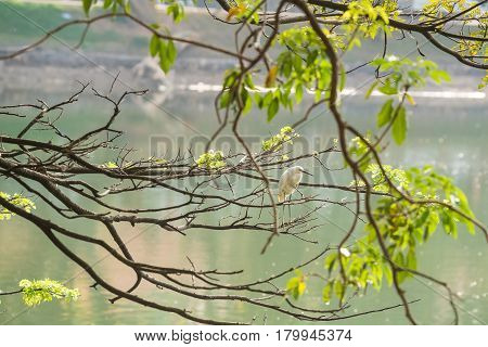 Little egret or Egretta garzetta perching on branch of tree
