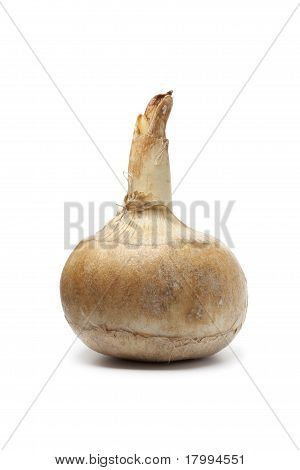Helt enkelt Jicama rod