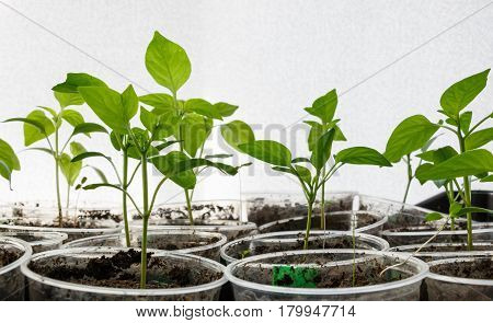 Small plants in plastic containers sprouting from seed on blurred textured background