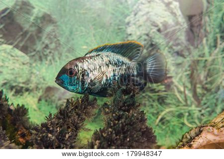 Aquarian Fish. Turquoise Okara.