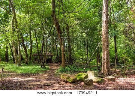 Vedda hut hidden in jungle on Sri Lanka