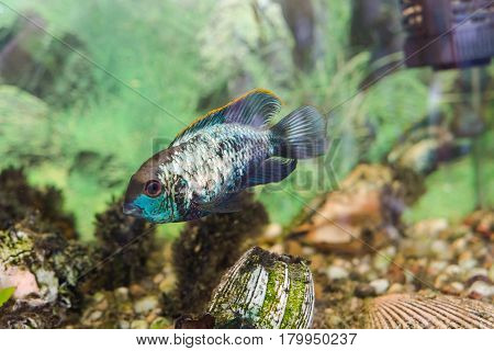 Aquarian Fish. Turquoise Okara.
