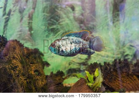 Aquarian Fish. Turquoise Okara.