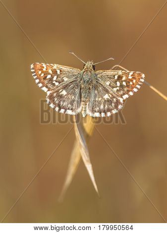 Butterfly (pyrgus Malvae) On Grass Spike With Neutral Brown Background