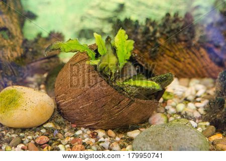 Aquarian Plants. Plants In A House Aquarium.
