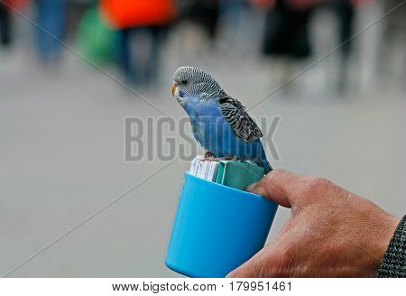 A budgerigar fortune-teller sits on a blue plastic cup with cards which then read to reveal your future.