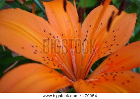 Tiger_lilly