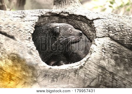 Close up for rare and amusing animal - binturong.
