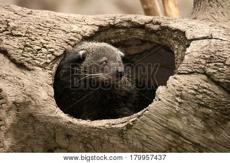 Close up for rare and amusing animal - binturong.