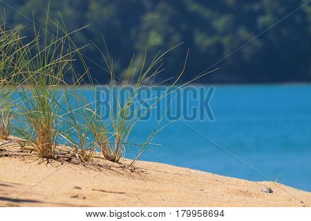 Brightly Colored Dune Grass