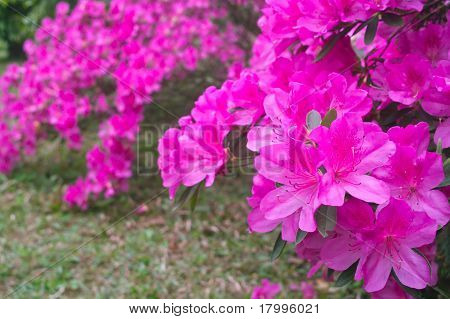 Flores de azaléia