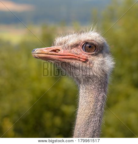 Head Of An African Ostrich In Natural Environment