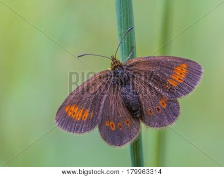 Resting Erebia Butterfly