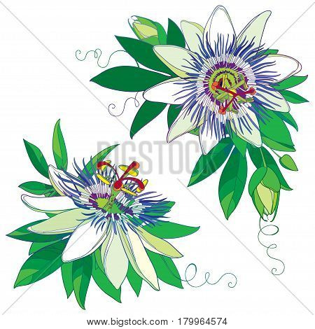 Vector tropical blue Passiflora or Passion flower. Outline exotic flowers, bud and leaf isolated on white background. Corner composition with floral elements in contour style for summer design.
