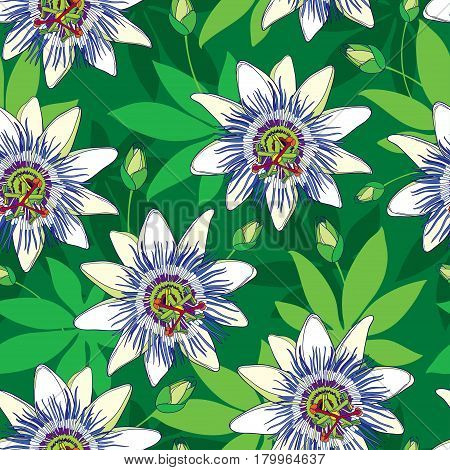 Vector seamless pattern with outline tropical Passiflora or Passion flowers in blue and white, bud and leaves on the green background. Floral background in contour style for exotic summer design.