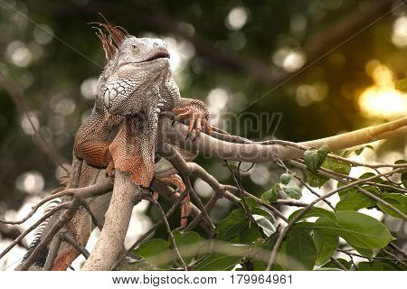 Fantastic gray iguana sitting in the top of a bush.