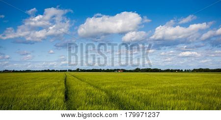 Summer Farmland Landscape