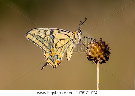 Swallowtail (papilio Machaon) Resting On Allium Plant In The Morning Light