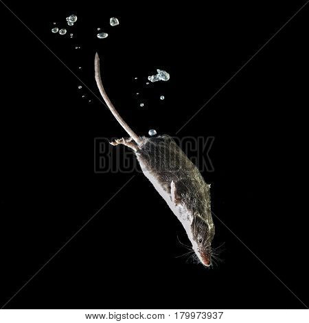 Foraging Water Shrew, A Rare Aquatic Mammal Isolated On Black