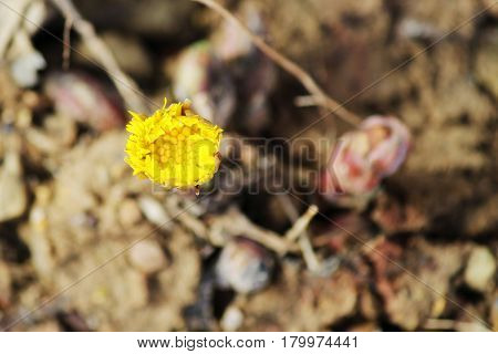 Yellow flower mother and stepmother Tussilago farfara