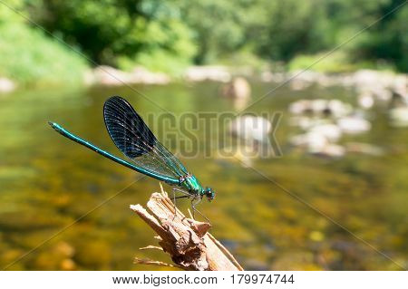 Damselfly On A Twig