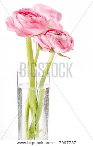 Ranuncolo rosa