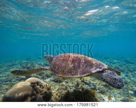 Sea turtle in shallow sea water by the coral reef. Oceanic animal with shell and fins. Lovely turtle underwater photo. Olive green turtle in tropical seashore. Blue seawater scene with sea tortoise