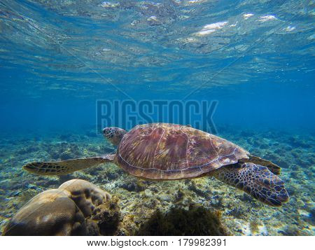 Sea turtle in shallow sea water by the coral reef. Oceanic animal with shell and fins. Lovely turtle underwater photo. Olive green turtle in tropical seashore. Blue sea water scene with sea tortoise