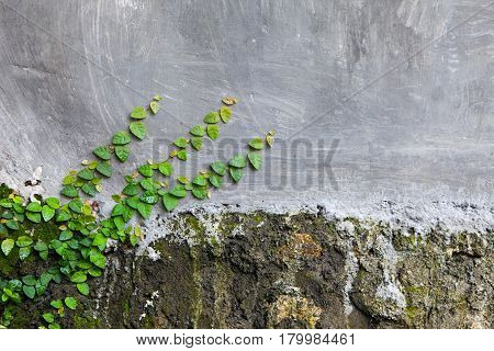 The old stone and concrete wall with plant morning glories and cracks