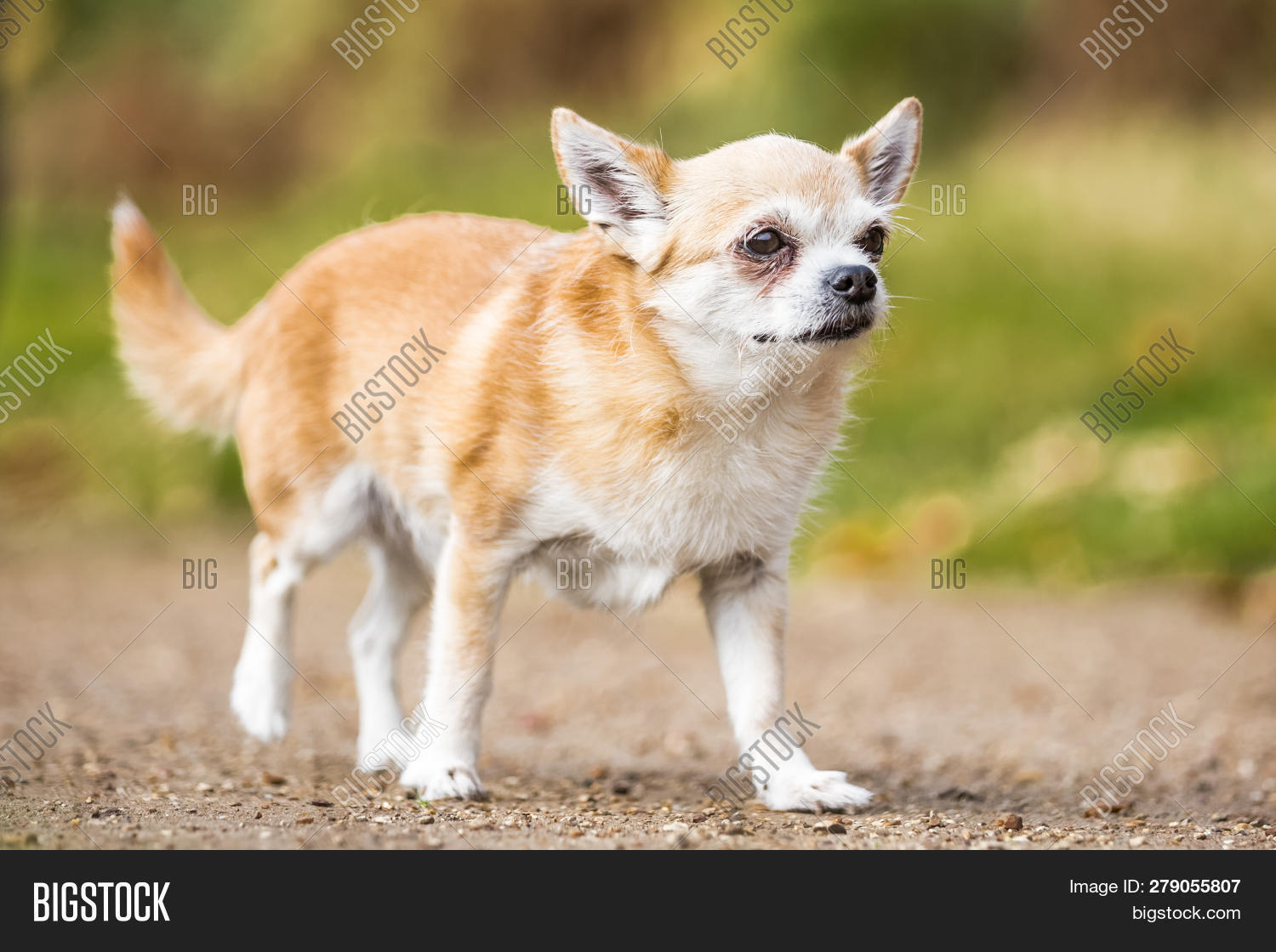 chihuahua cross terrier puppies